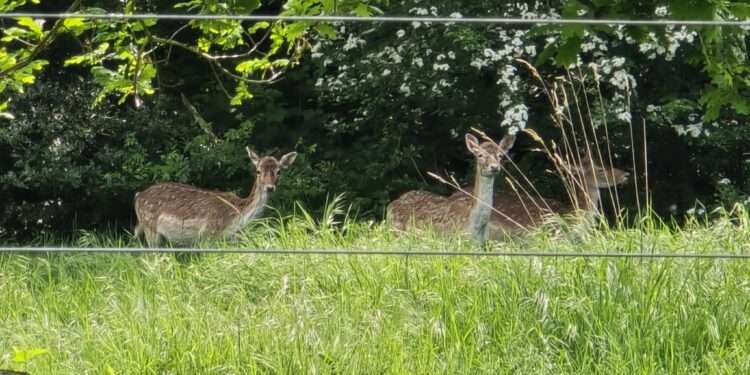 Deer spotted by park visitor Julie Rabbage