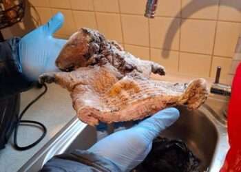 Meat seized at the property. Credit: Food Standards Agency