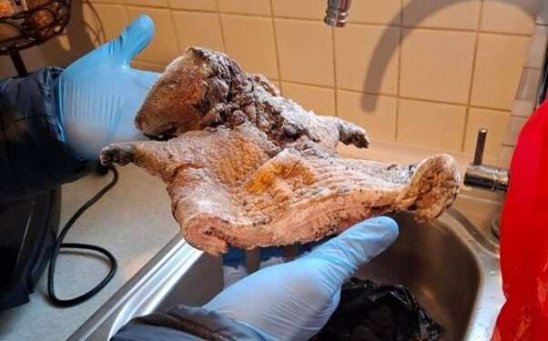 Meat seized at the property. Credit: Food Standards Agency
