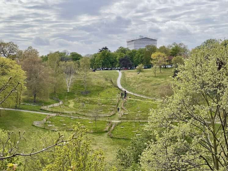 The hillside for 'Valley of blossom' at Greenwich Park, Image Credit: The Royal Park 