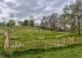 130 cherry trees planted at Greenwich Park,

Image Credit: The Royal Park