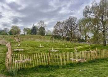 130 cherry trees planted at Greenwich Park,

Image Credit: The Royal Park
