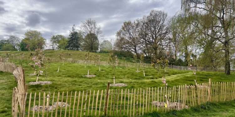 130 cherry trees planted at Greenwich Park,

Image Credit: The Royal Park