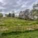 130 cherry trees planted at Greenwich Park,

Image Credit: The Royal Park