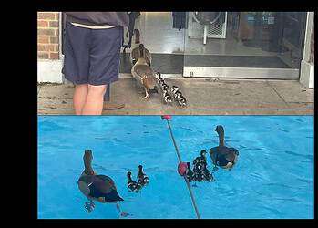 A family of Egyptian geese went into Brockwell Lido for a swim, as families say they are the "only children" allowed to swim there.