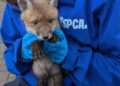 Baby fox