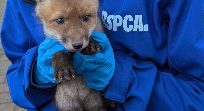 Baby fox