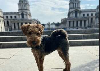 The Old Royal Naval College hosts the Greenwich Dog Show
