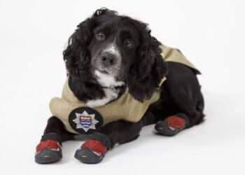 Sherlock has been on the force for 12 years.