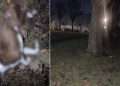 The 'very thin' dog was found dead at Whitehorse Road Recreation Ground in Croydon (RSPCA)