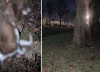 The 'very thin' dog was found dead at Whitehorse Road Recreation Ground in Croydon (RSPCA)