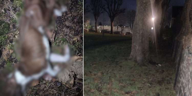 The 'very thin' dog was found dead at Whitehorse Road Recreation Ground in Croydon (RSPCA)