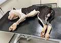 Patch was dead by the time he was brought to the vet. Image: RSPCA
