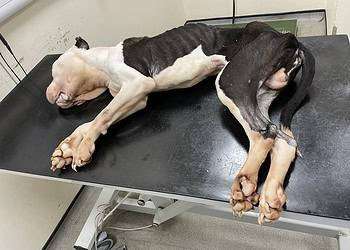 Patch was dead by the time he was brought to the vet. Image: RSPCA