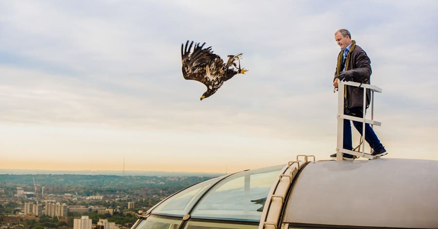 @iamphotolaura
Chris O'Donnell releases the eagle