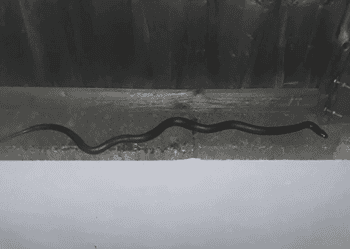 The Mexican black kingsnake in an Elephant and Castle back garden