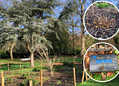 Vandals have hit Peckham Rye Park destroying bushes and scrawling graffiti