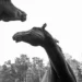 world-premiere-of-foal 